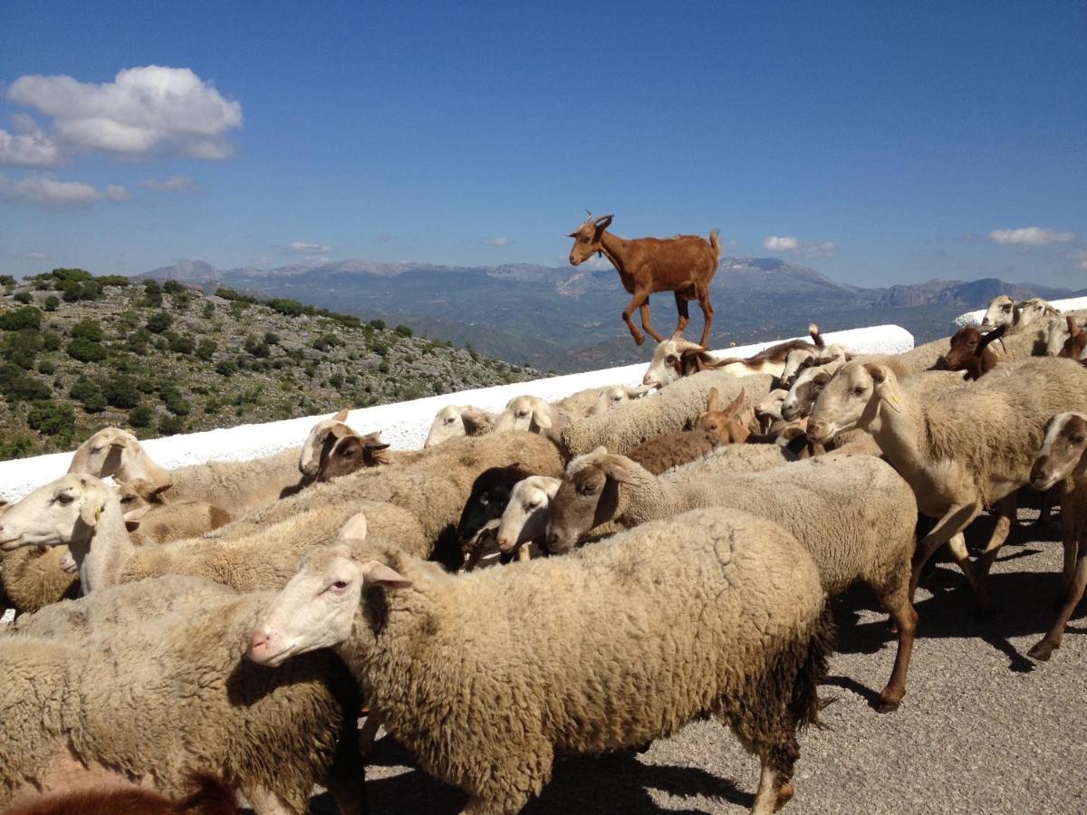 Comares Viva Espana מראה חיצוני תמונה